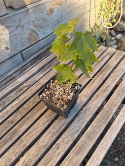 Norway maple plant