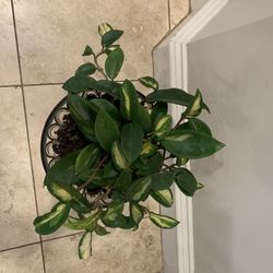 Hoya carnosa Krimson Princess Plant 