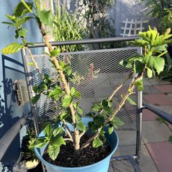 Red Hibiscus Flower Plant 