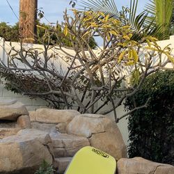 Large Plumeria Tree