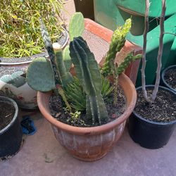Cactus And Succulent Variety
