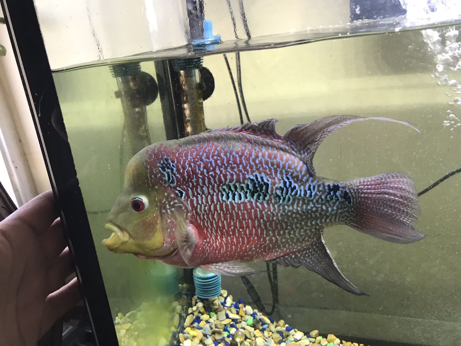 Fish 🐟 🐟Tank For💰