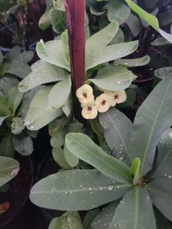 Hermosas coronas de cristo
