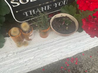 Free succulents starters
