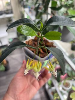 Hoya Multiflora blooming