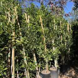 5 Gallon Size- Ficus- Podocarpus- Salvia- Sage- Lavender- Jasmine- Rose Bushes- Bower Vine- Morning Glory- Honeysuckle- Boxwood 