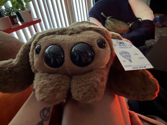 Build a bear jumping spider
