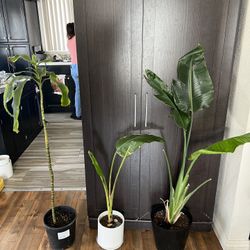 Large plants for sale $7 Each