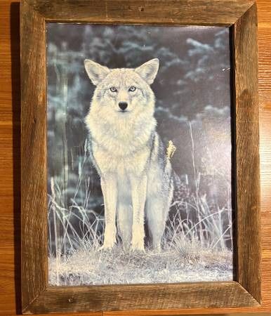 Framed Wolf Picture (No glass) 26" T 20" W