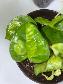 Global Green Pothos