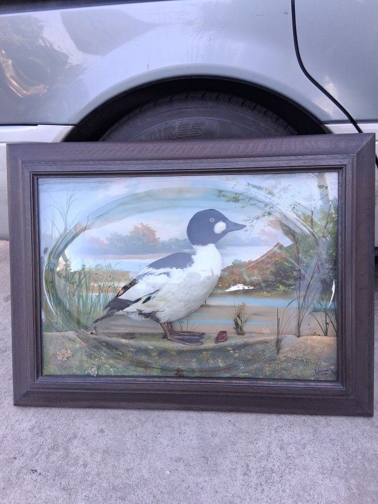 Antique Taxidermy Paint 