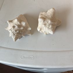 Conch Shells