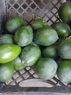 Organic Avocados For Sale 6# 5$