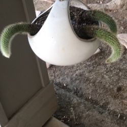 Monkey tail Cactus in Ceramic Hanging Planter
