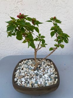 Pink bougainvillea bonsai