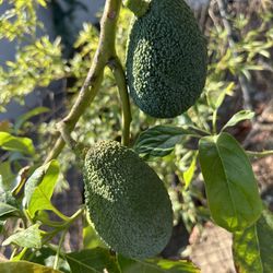 Hass Avocado Tree