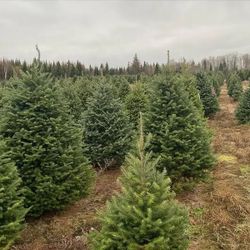 🎄 Christmas Tree Delivery & Setup – Stress-Free Holiday Service! 🎄