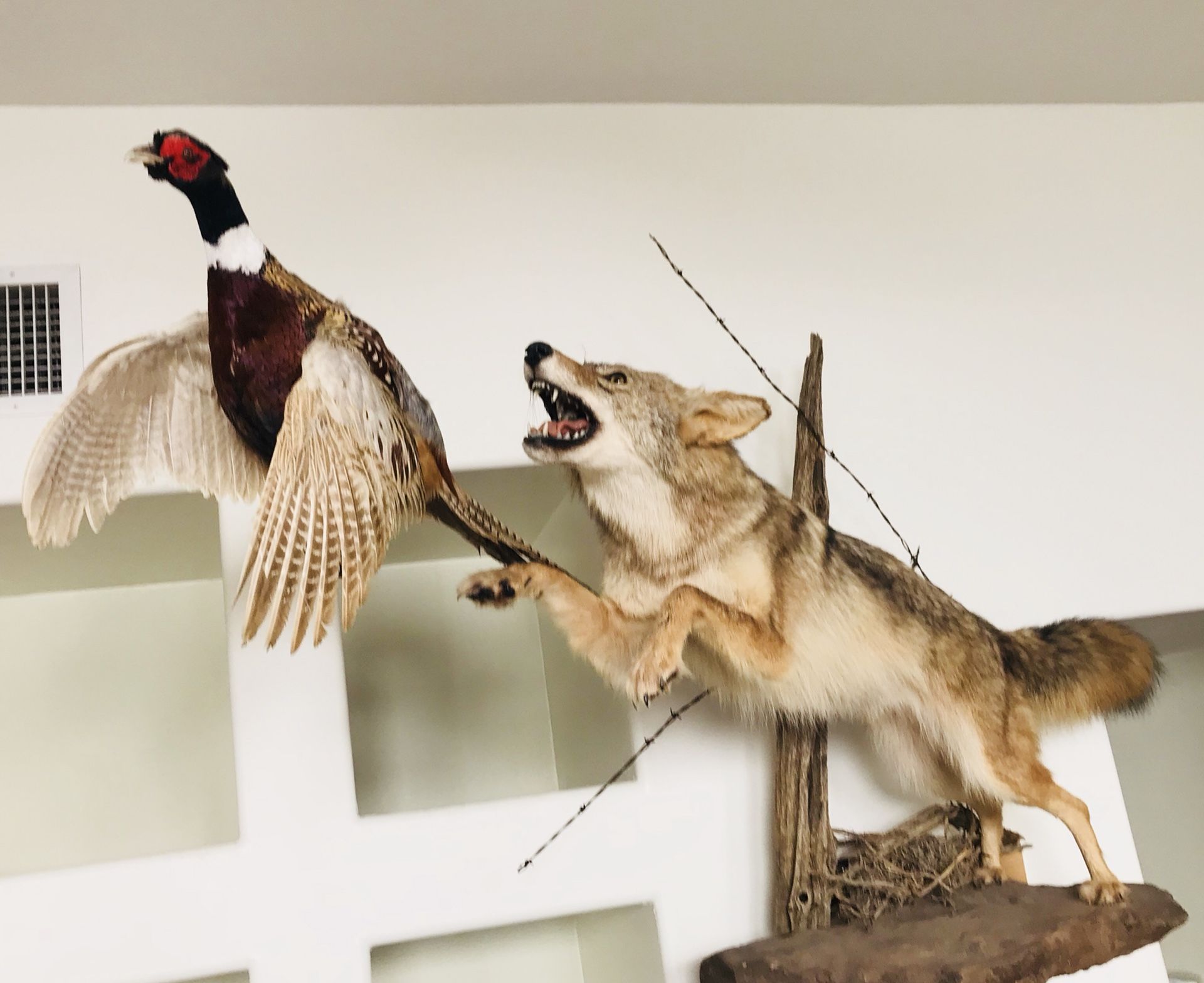 Coyote Catching A Bird Full Body Taxidermy Mount