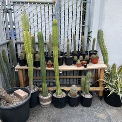Cactus & Succulents - Clearance Sale - 3 Days Only