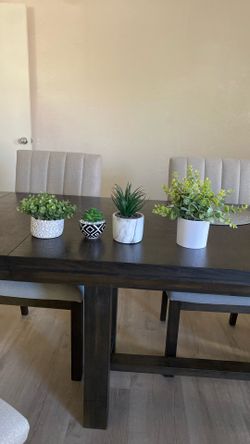 Decorative Plants