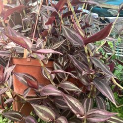 Purple Jew Yew Plant 6in Pot