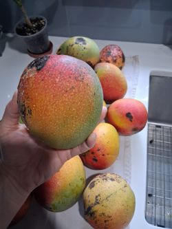 Mangoes
