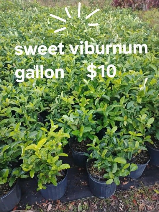 Sweet Viburnum 3g