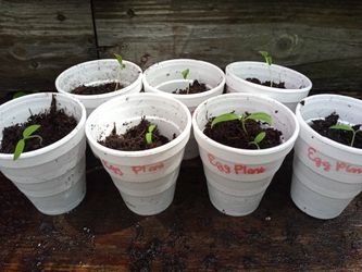 Eggplant seedlings$1