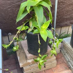 3 Different Beautiful Plants