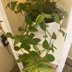 Life Beautiful 🤩 House Plant 🪴 4 Sizes