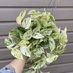 6” snow queen pothos 