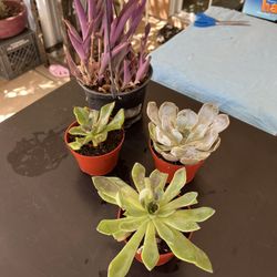 Total Of 4 Difference Kinds Of Succulents Plants 