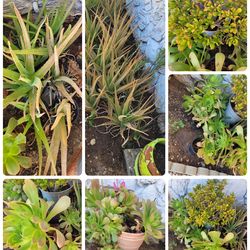 Jade, Aloe Vera and other Succulents