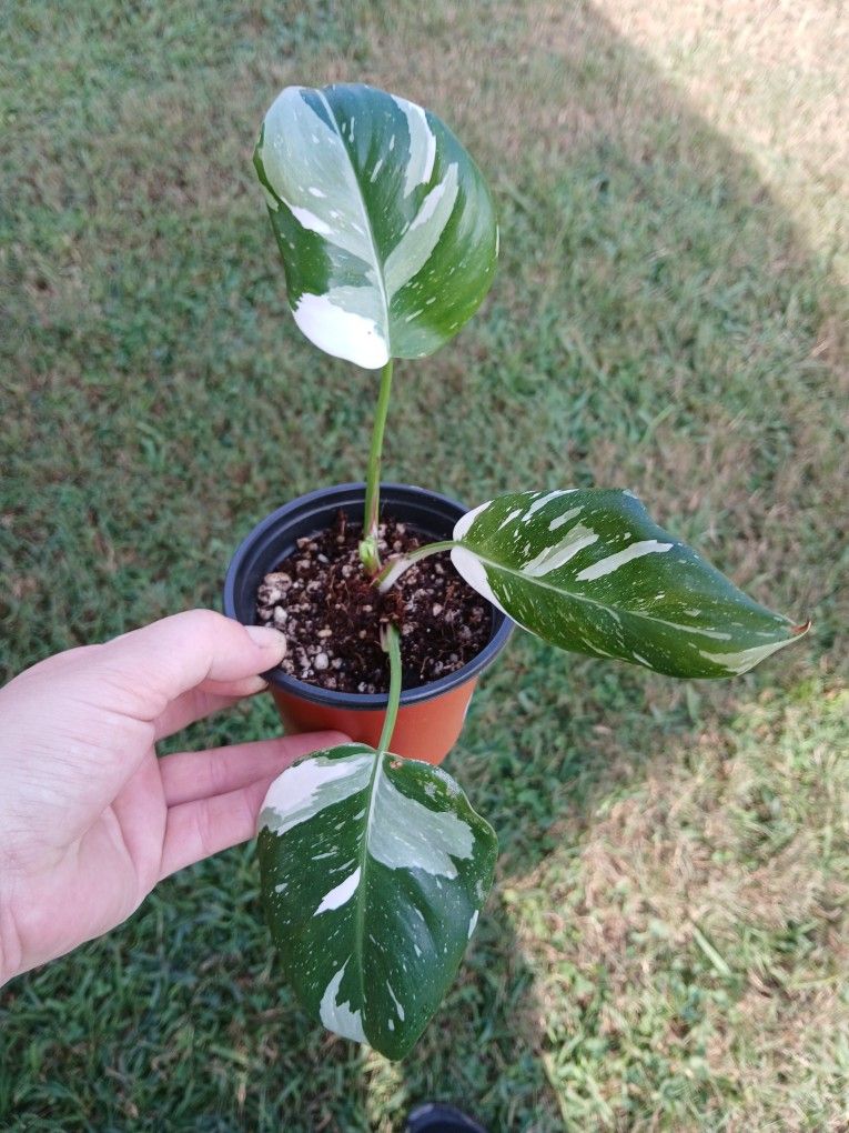 White Princess Philodendron