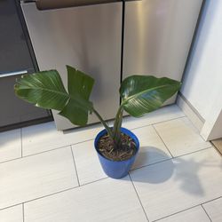 White Bird Of Paradise