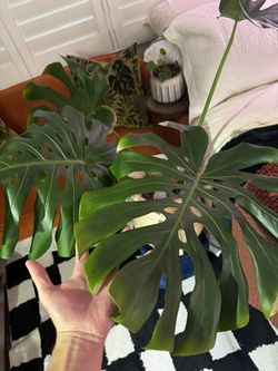 Large Fenestrated Monstera