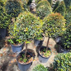TOPIARIES SMALL 