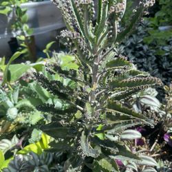 Kalanchoe Beautiful Mexican Plants 🪴 