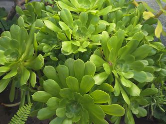 Large succulent