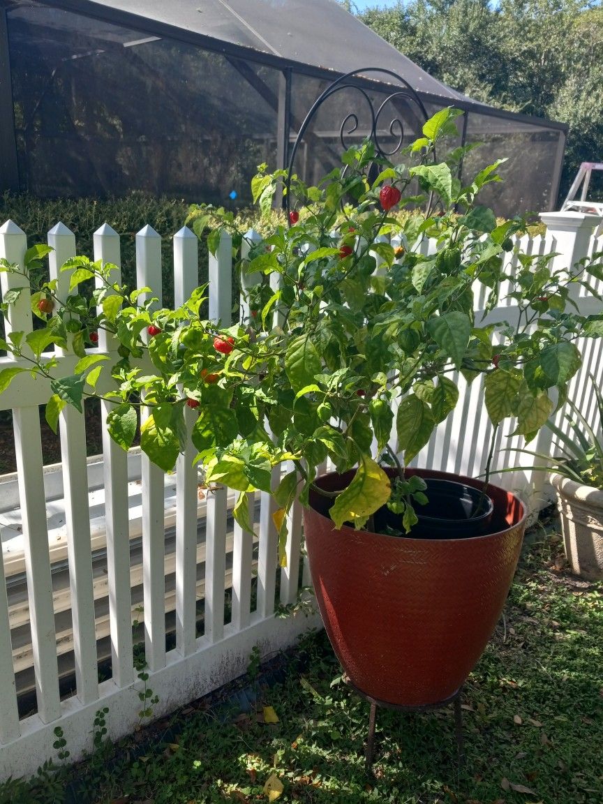 Free Carolina Reaper Peppers 🌶  Very Hot. Don't Want Them To Go Bad. Enough For 3 Or 4 Hot Pepper Lovers.