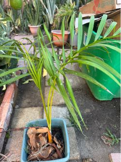 Areca Palm