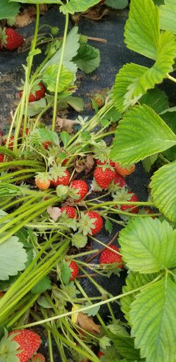 Organic strawberry plant