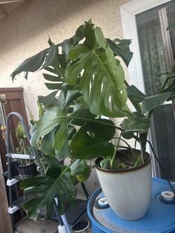 1 Monstera And A Fig Fiddle Plants Almost 3 Ft Tall  EA.. $95.00 Monstera , 75 Fig Leve ..Please Read Description)