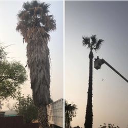 Tree/palm Trees 