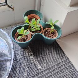 Set Of 3 Little Succulent Plants For $5