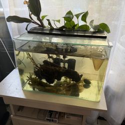 10 Gallon Rimless Curved Tank