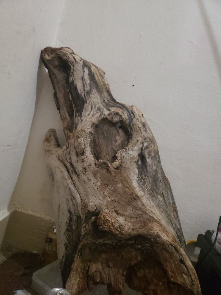 Seahawks Head Driftwood