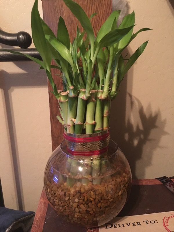 Lucky bamboo plant set of 20 stalks