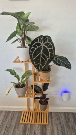 House plants