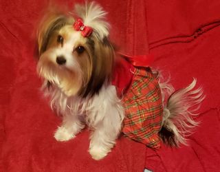 New Dog Christmas Dress (Small & Medium)